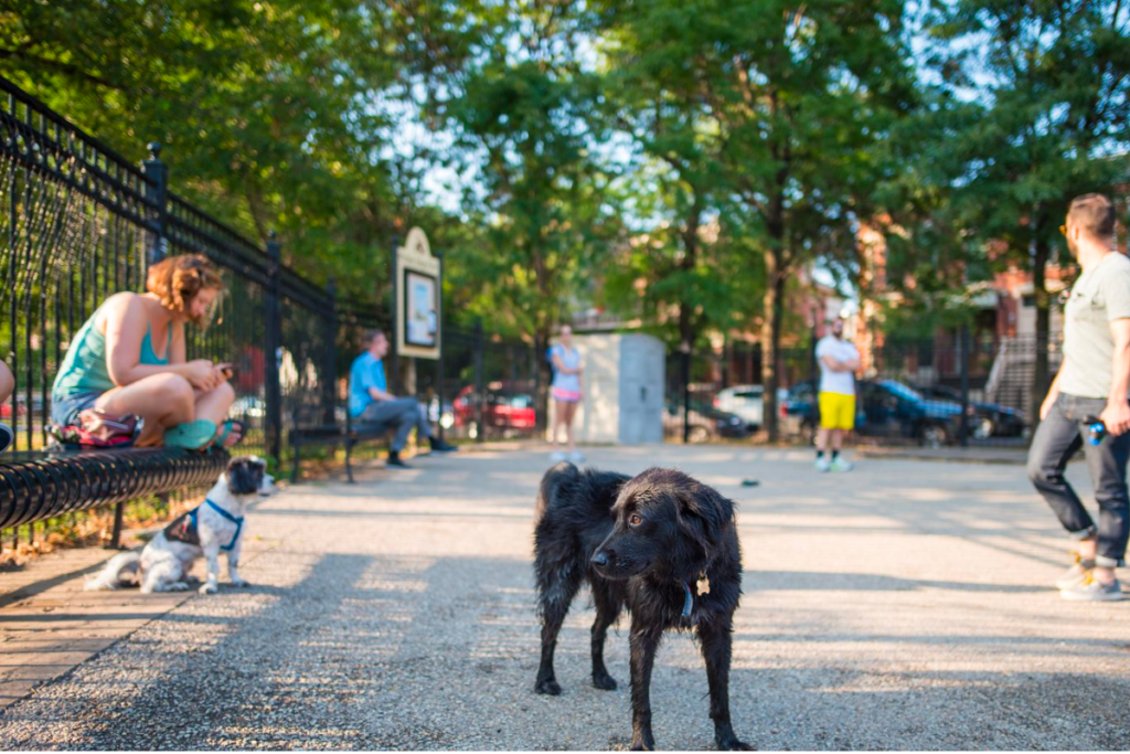 Dog Park Chicago