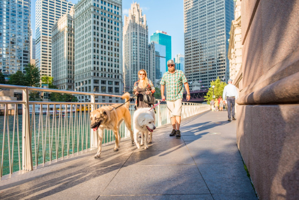 Dogs walking in downtown Chicago