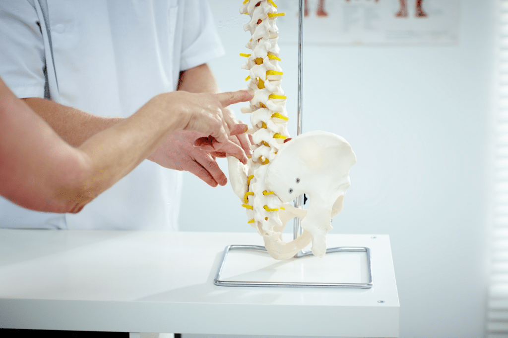 Chiropractor looking at model of spinal cord
