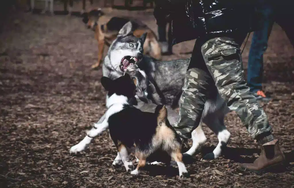 angry aggressive dog at an off leash dog park show